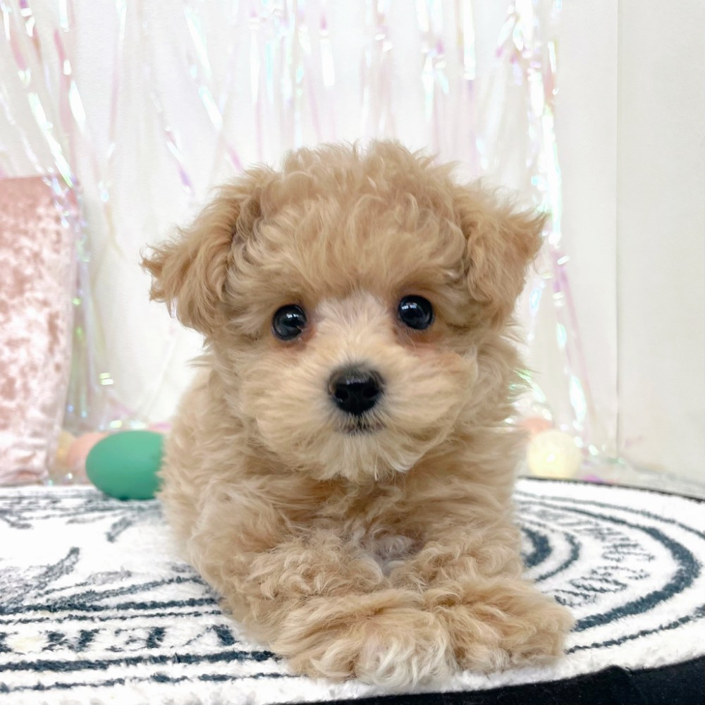 福岡県のマルプー(マルチーズ×プードル) (犬の家＆猫の里シュロアモール筑紫野店/2026年1月25日生まれ/男の子/クリーム)の子犬の3枚目の画像