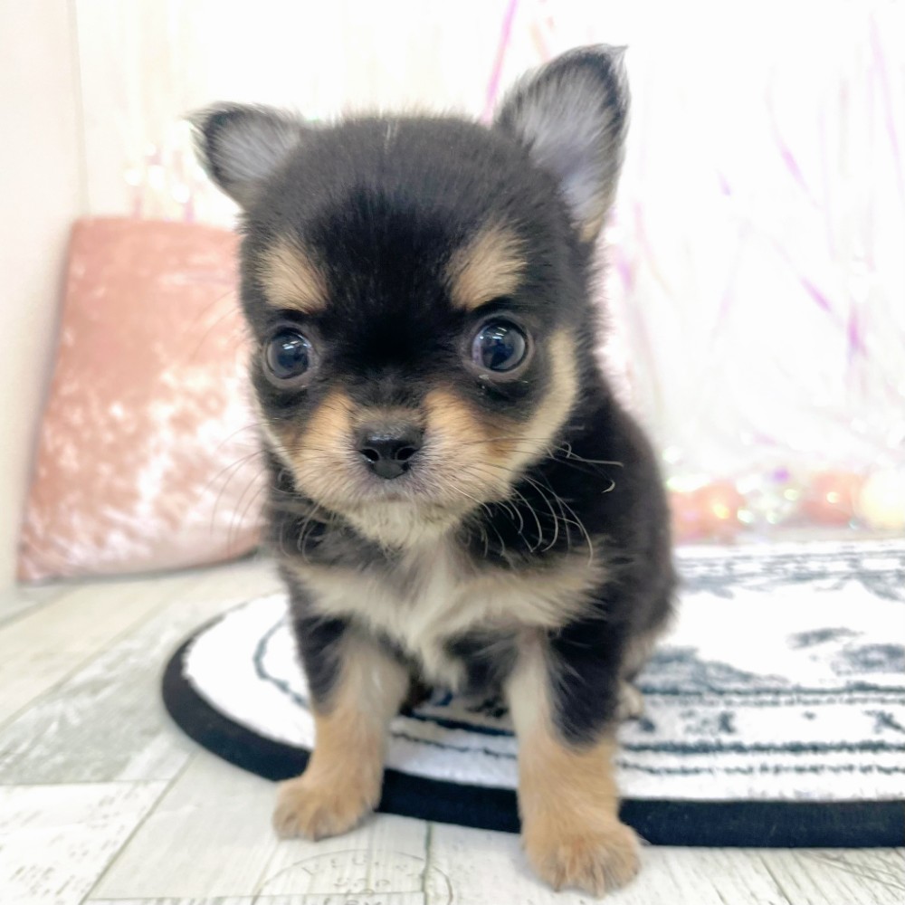 福岡県のチワワ(ロング) (犬の家＆猫の里シュロアモール筑紫野店/2026年1月27日生まれ/男の子/ブラックタン)の子犬の3枚目の画像