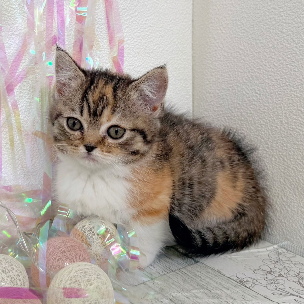 福岡県のミヌエット (犬の家＆猫の里シュロアモール筑紫野店/2026年1月25日生まれ/女の子/ブラウンパッチドタビーホワイト)の子猫の3枚目の画像