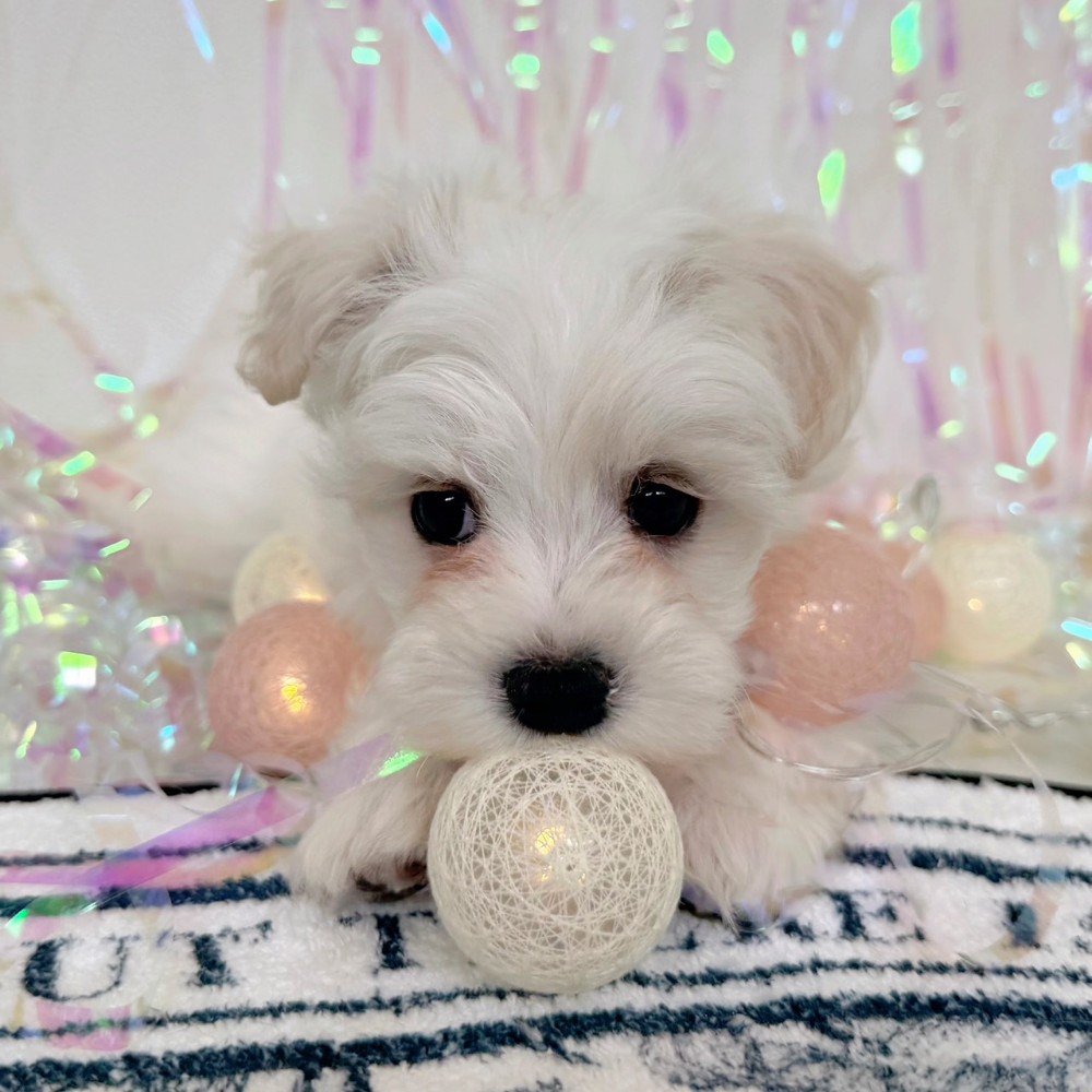 福岡県のハーフ犬・ミックス犬 (犬の家＆猫の里シュロアモール筑紫野店/2026年1月25日生まれ/女の子/ホワイト)の子犬の3枚目の画像