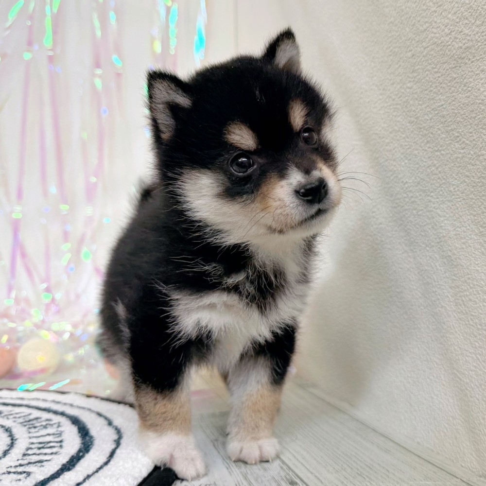 福岡県の豆柴 (犬の家＆猫の里シュロアモール筑紫野店/2026年1月20日生まれ/男の子/黒)の子犬の3枚目の画像