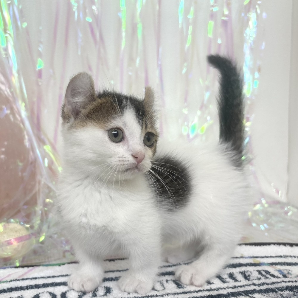 福岡県のキンカロー (犬の家＆猫の里シュロアモール筑紫野店/2026年1月21日生まれ/女の子/ブラウンタビーホワイト)の子猫の3枚目の画像