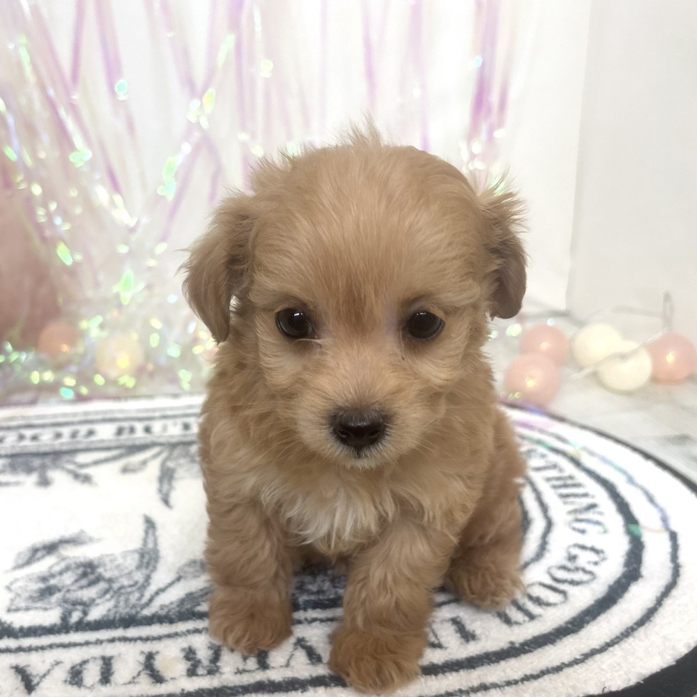 福岡県のチワプー/プーチー(チワワ×プードル) (犬の家＆猫の里シュロアモール筑紫野店/2026年1月26日生まれ/男の子/アプリコット)の子犬の3枚目の画像