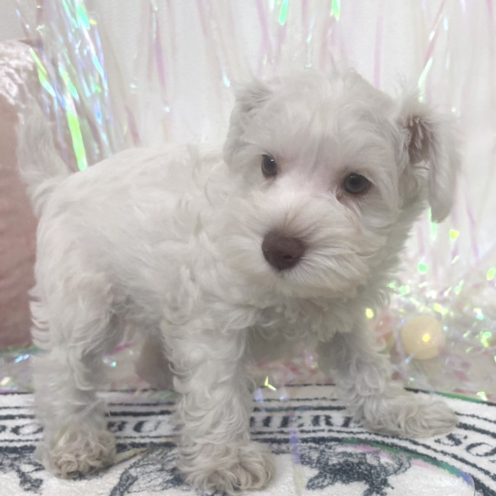 福岡県のミニチュアシュナウザー (犬の家＆猫の里シュロアモール筑紫野店/2026年1月24日生まれ/女の子/ホワイト)の子犬の3枚目の画像