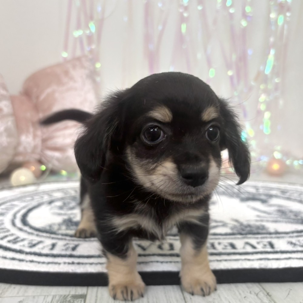 福岡県のチワックス(チワワ×ダックス) (犬の家＆猫の里シュロアモール筑紫野店/2026年2月2日生まれ/男の子/ブラックイエロー)の子犬の3枚目の画像