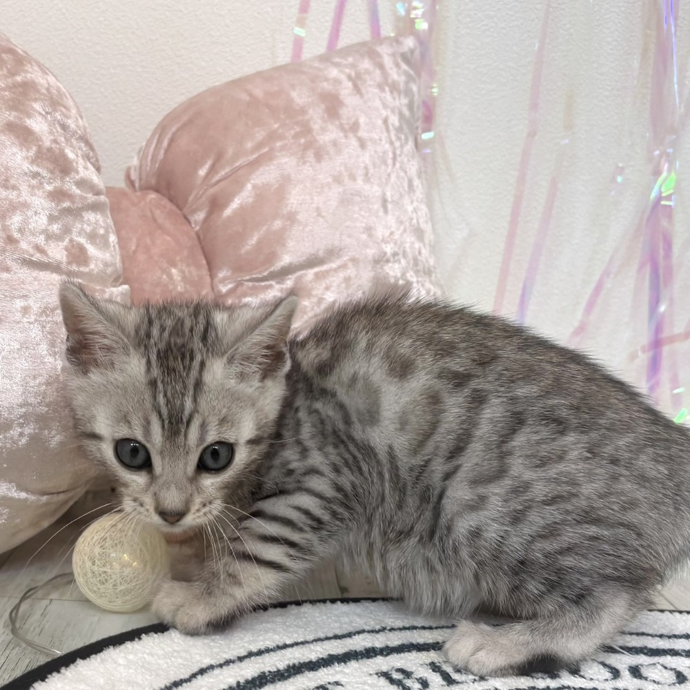 福岡県のベンガル (犬の家＆猫の里シュロアモール筑紫野店/2026年2月1日生まれ/男の子/ブラックシルバースポットタビー)の子猫の3枚目の画像