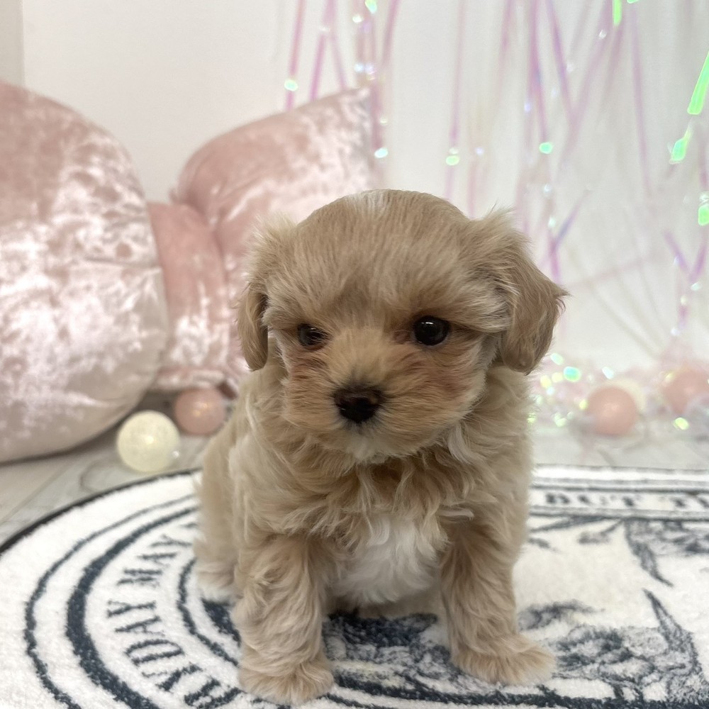 福岡県のマルプー(マルチーズ×プードル) (犬の家＆猫の里シュロアモール筑紫野店/2026年2月2日生まれ/女の子/クリームホワイト)の子犬の3枚目の画像