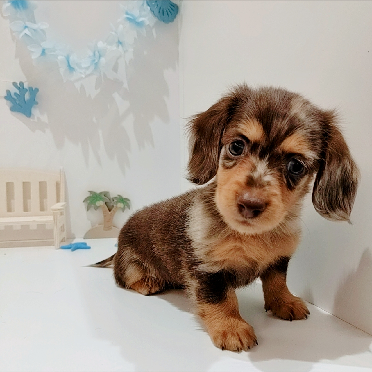 岡山県のミニチュアダックスフンド(ロング) (犬の家＆猫の里天満屋ハピーズ西大寺モール店/2026年6月7日生まれ/女の子/チョコレートダップル)の子犬の3枚目の画像