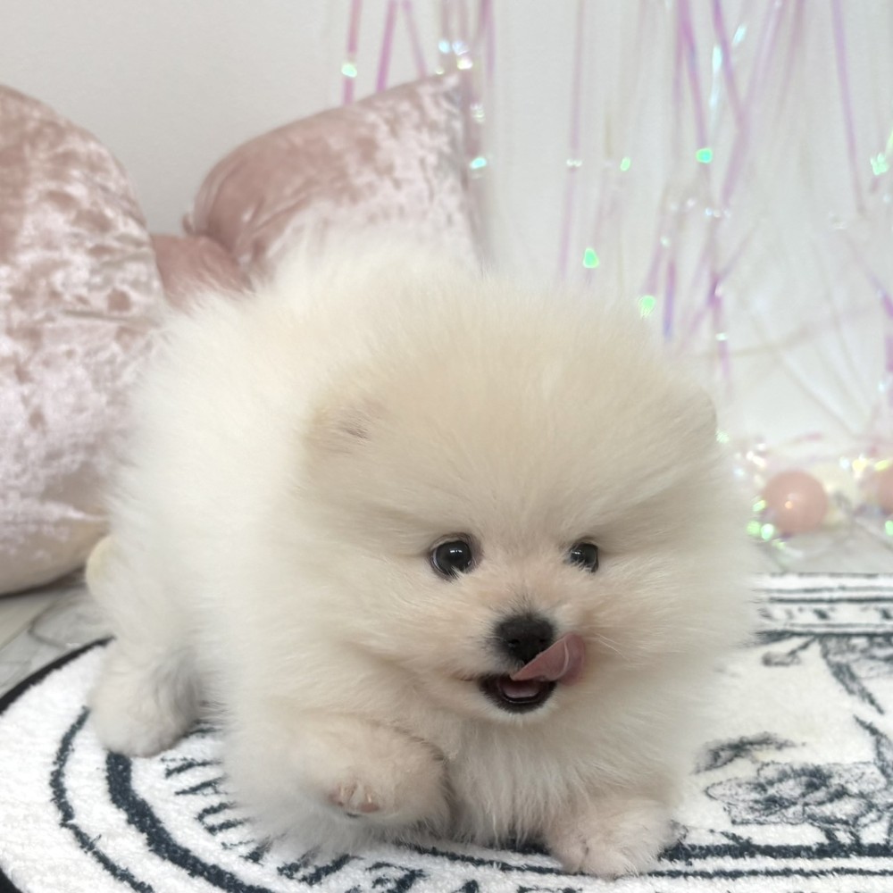 福岡県のポメラニアン (犬の家＆猫の里シュロアモール筑紫野店/2026年2月2日生まれ/男の子/クリーム)の子犬の3枚目の画像