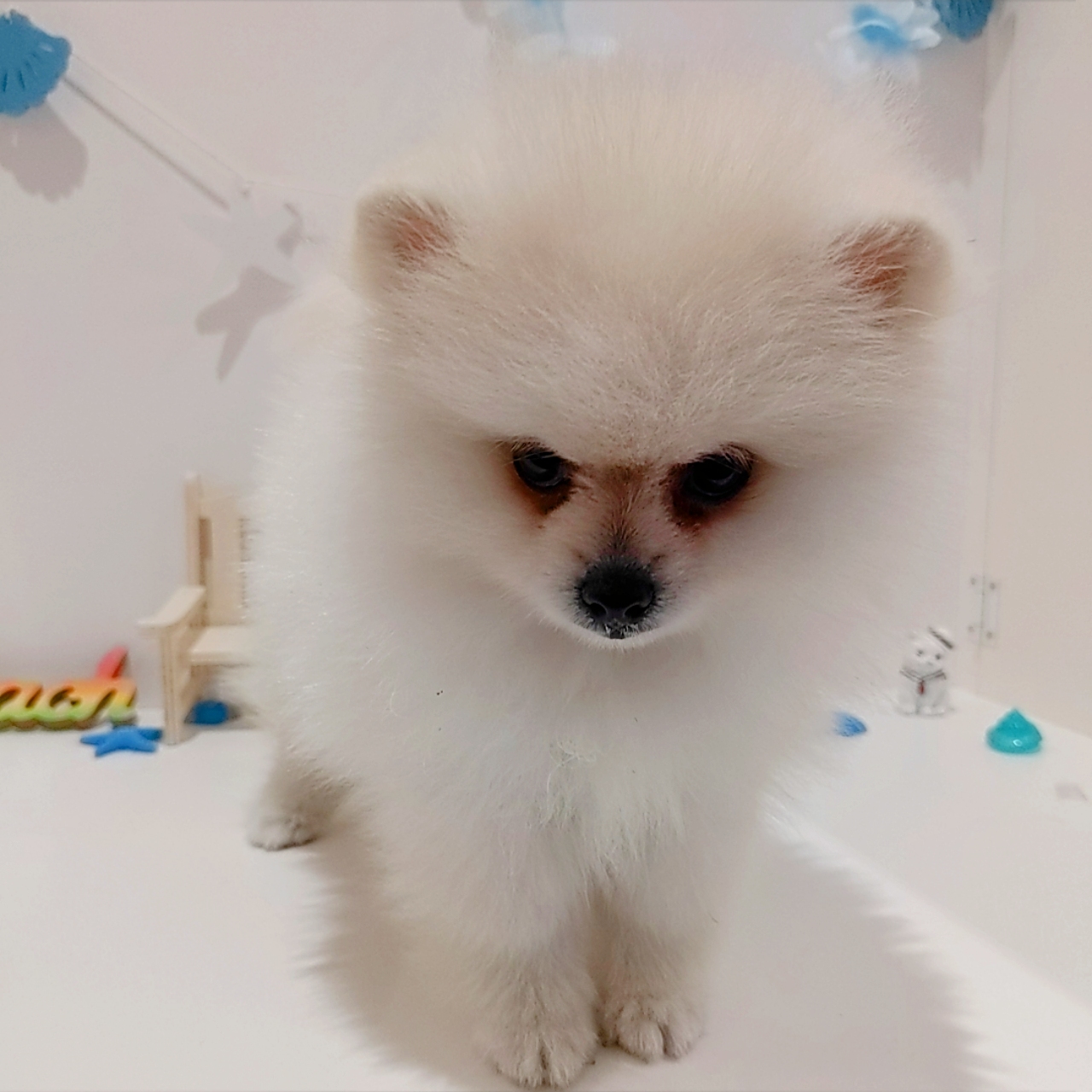 岡山県のポメラニアン (犬の家＆猫の里天満屋ハピーズ西大寺モール店/2026年6月6日生まれ/女の子/クリーム)の子犬の1枚目の画像