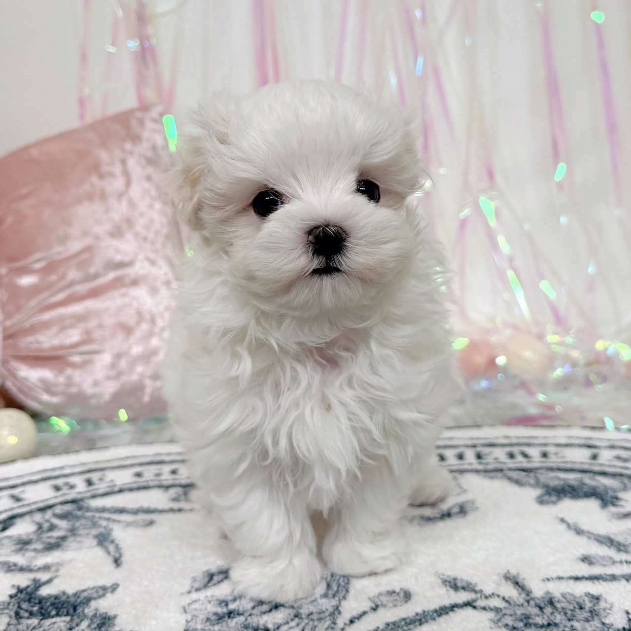 福岡県のマルチーズ (犬の家＆猫の里シュロアモール筑紫野店/2026年1月31日生まれ/男の子/ホワイト)の子犬の3枚目の画像
