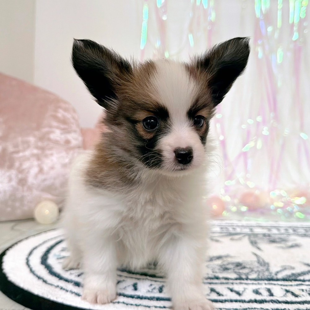 福岡県のパピヨン (犬の家＆猫の里シュロアモール筑紫野店/2026年2月3日生まれ/男の子/ホワイトブラウン)の子犬の3枚目の画像