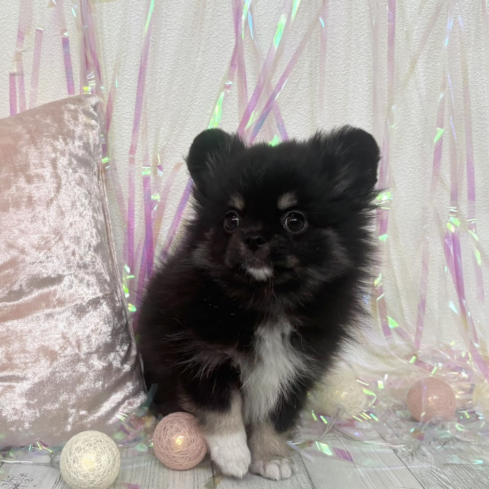 福岡県のポメチワ/チワポメ/ポメチー(ポメラニアン×チワワ) (犬の家＆猫の里シュロアモール筑紫野店/2026年1月26日生まれ/女の子/ブラッククリーム)の子犬の3枚目の画像