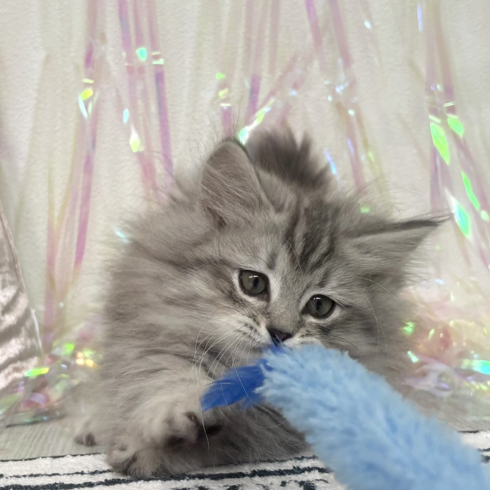 福岡県のミヌエット (犬の家＆猫の里シュロアモール筑紫野店/2026年1月27日生まれ/男の子/シルバーマッカレルタビー)の子猫の3枚目の画像