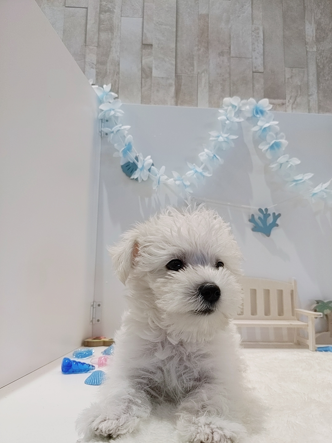 岡山県のシュナマル/マルシュナ(シュナウザー×マルチーズ) (犬の家＆猫の里天満屋ハピーズ西大寺モール店/2026年6月13日生まれ/男の子/ホワイト)の子犬の3枚目の画像