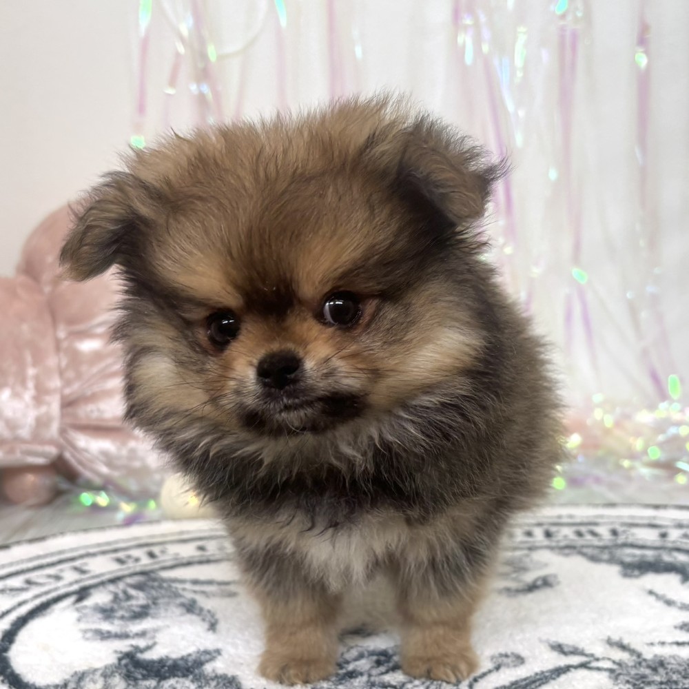 福岡県のポメチワ/チワポメ/ポメチー(ポメラニアン×チワワ) (犬の家＆猫の里シュロアモール筑紫野店/2026年1月29日生まれ/男の子/オレンジセーブル)の子犬の3枚目の画像