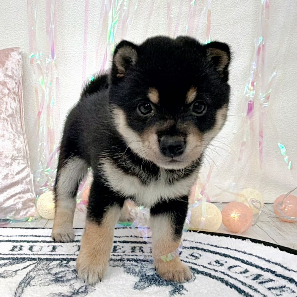 福岡県の豆柴 (犬の家＆猫の里シュロアモール筑紫野店/2026年2月9日生まれ/女の子/黒)の子犬の3枚目の画像