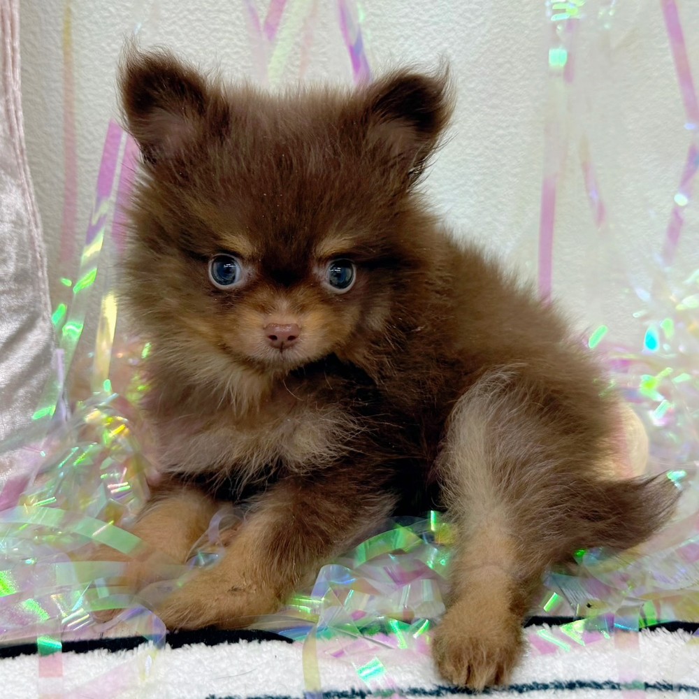 福岡県のポメチワ/チワポメ/ポメチー(ポメラニアン×チワワ) (犬の家＆猫の里シュロアモール筑紫野店/2026年1月26日生まれ/男の子/チョコレートタン)の子犬の3枚目の画像