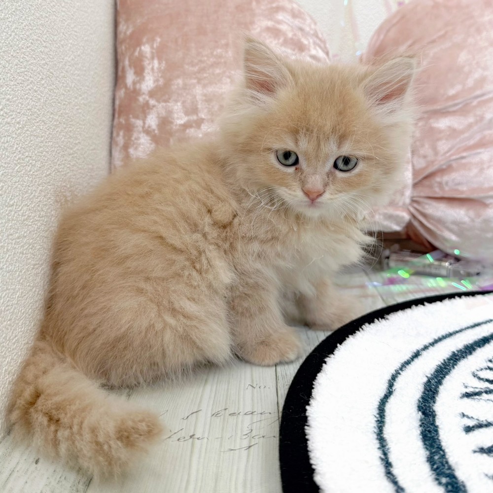 福岡県のサイベリアン (犬の家＆猫の里シュロアモール筑紫野店/2026年2月9日生まれ/男の子/クリームタビー)の子猫の3枚目の画像