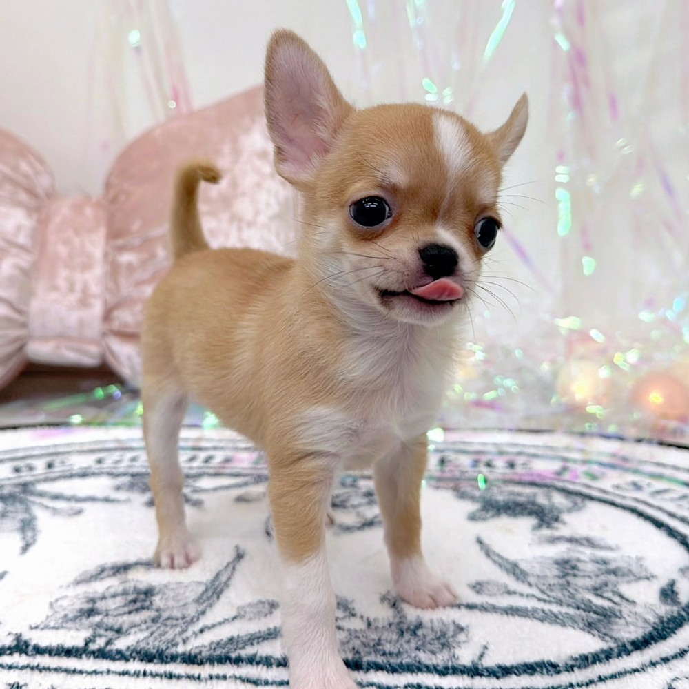 福岡県のチワワ(スムース) (犬の家＆猫の里シュロアモール筑紫野店/2026年2月10日生まれ/男の子/フォーンホワイト)の子犬の3枚目の画像