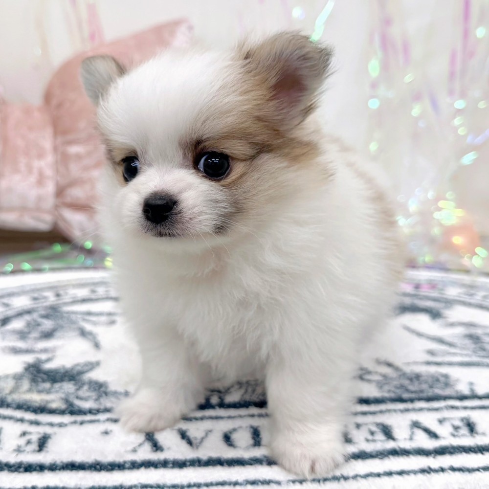 福岡県のポメチワ/チワポメ/ポメチー(ポメラニアン×チワワ) (犬の家＆猫の里シュロアモール筑紫野店/2026年2月8日生まれ/女の子/パーティーカラー)の子犬の3枚目の画像