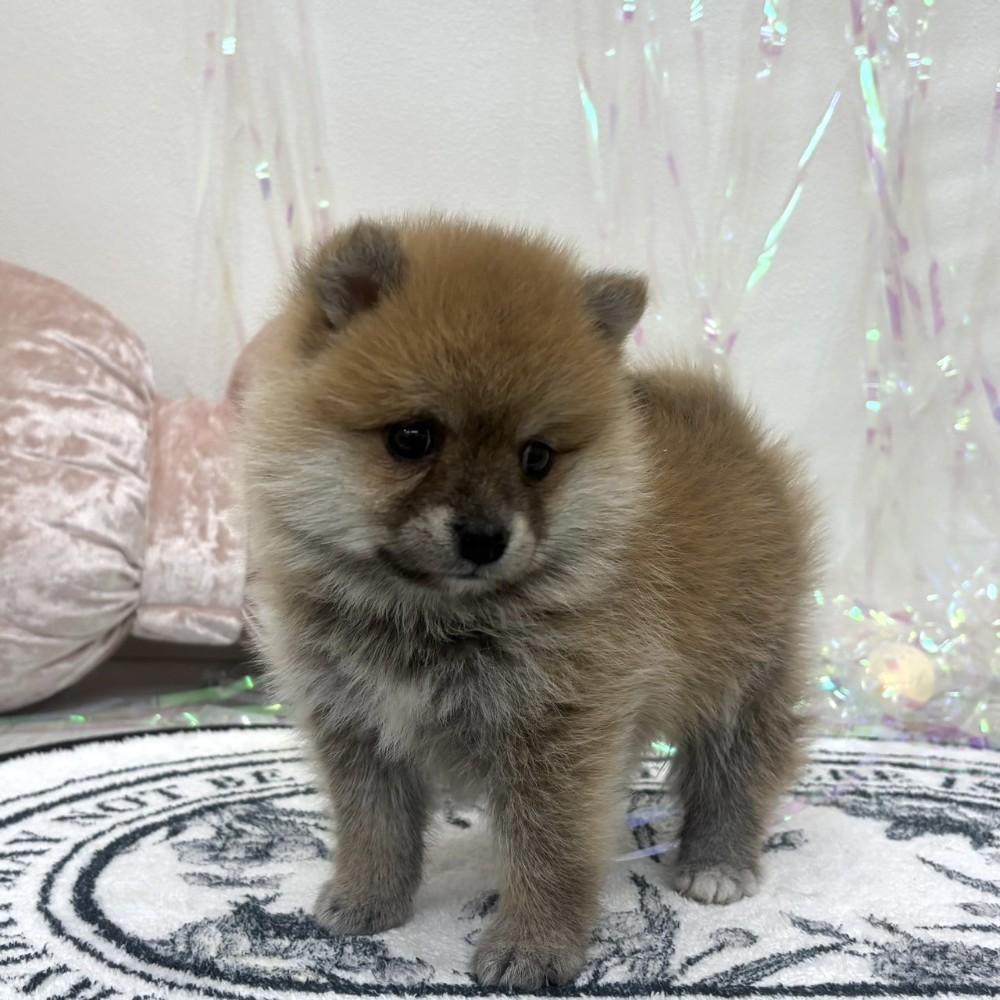 福岡県のポメ柴/豆ポメ/ポメ豆柴(ポメラニアン×柴犬) (犬の家＆猫の里シュロアモール筑紫野店/2026年2月10日生まれ/男の子/赤)の子犬の3枚目の画像