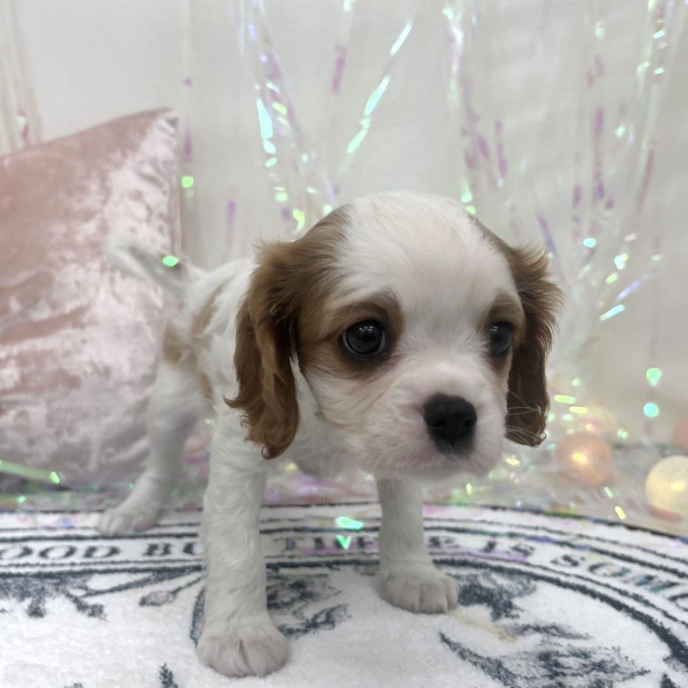 福岡県のキャバリアキングチャールズスパニエル (犬の家＆猫の里シュロアモール筑紫野店/2026年2月8日生まれ/女の子/ブレンハイム)の子犬の3枚目の画像