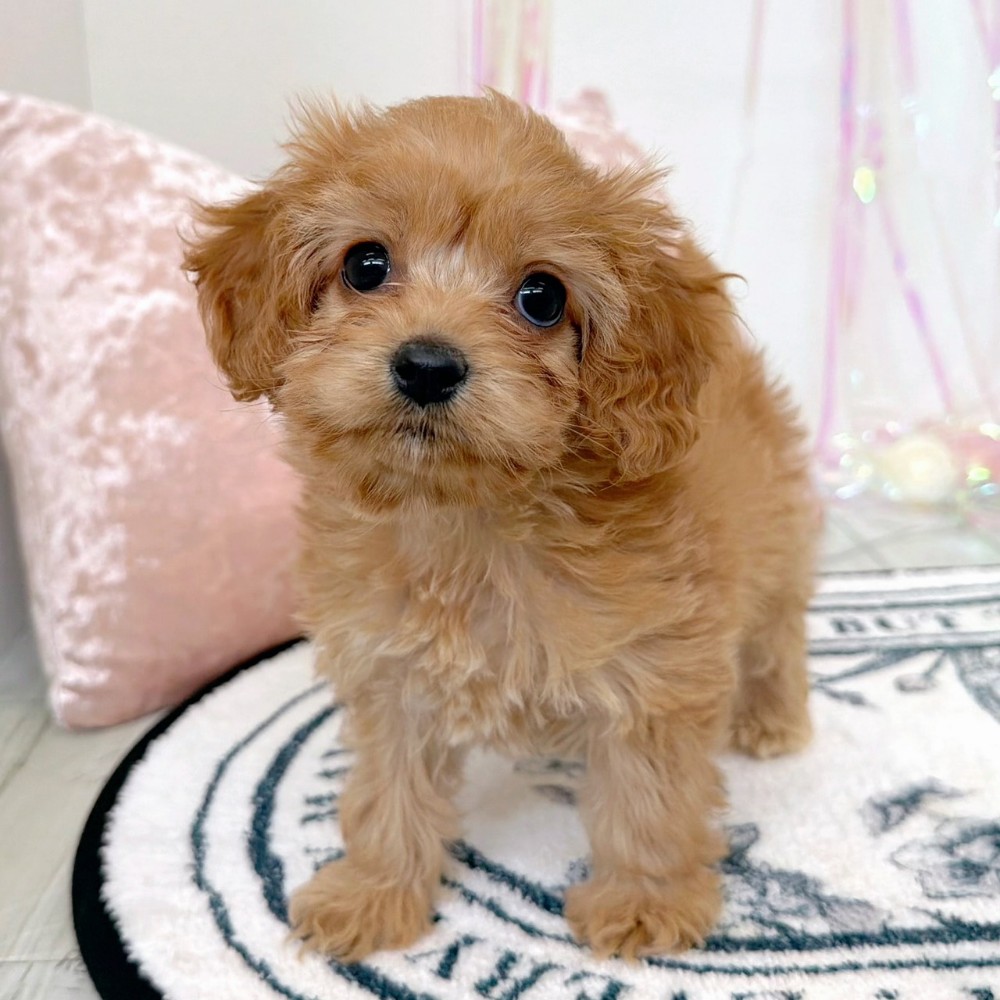 福岡県のコッカプー(アメリカンコッカースパニエル×プードル) (犬の家＆猫の里シュロアモール筑紫野店/2026年2月7日生まれ/女の子/レッド)の子犬の3枚目の画像
