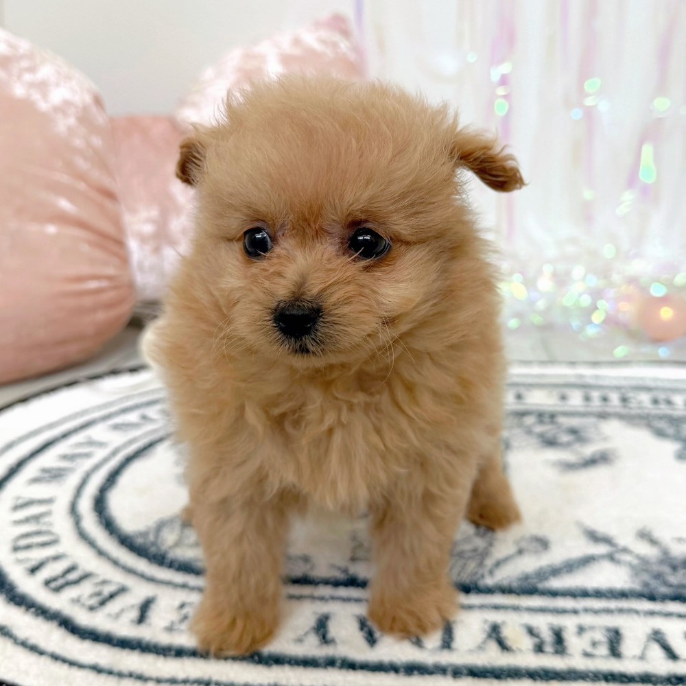 福岡県のポメプー(ポメラニアン×プードル) (犬の家＆猫の里シュロアモール筑紫野店/2026年2月17日生まれ/女の子/クリーム)の子犬の3枚目の画像