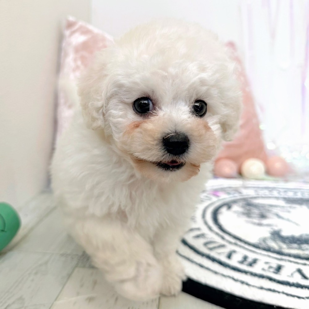 福岡県のビションプー(ビションフリーゼ×プードル) (犬の家＆猫の里シュロアモール筑紫野店/2026年2月14日生まれ/男の子/ホワイト)の子犬の3枚目の画像