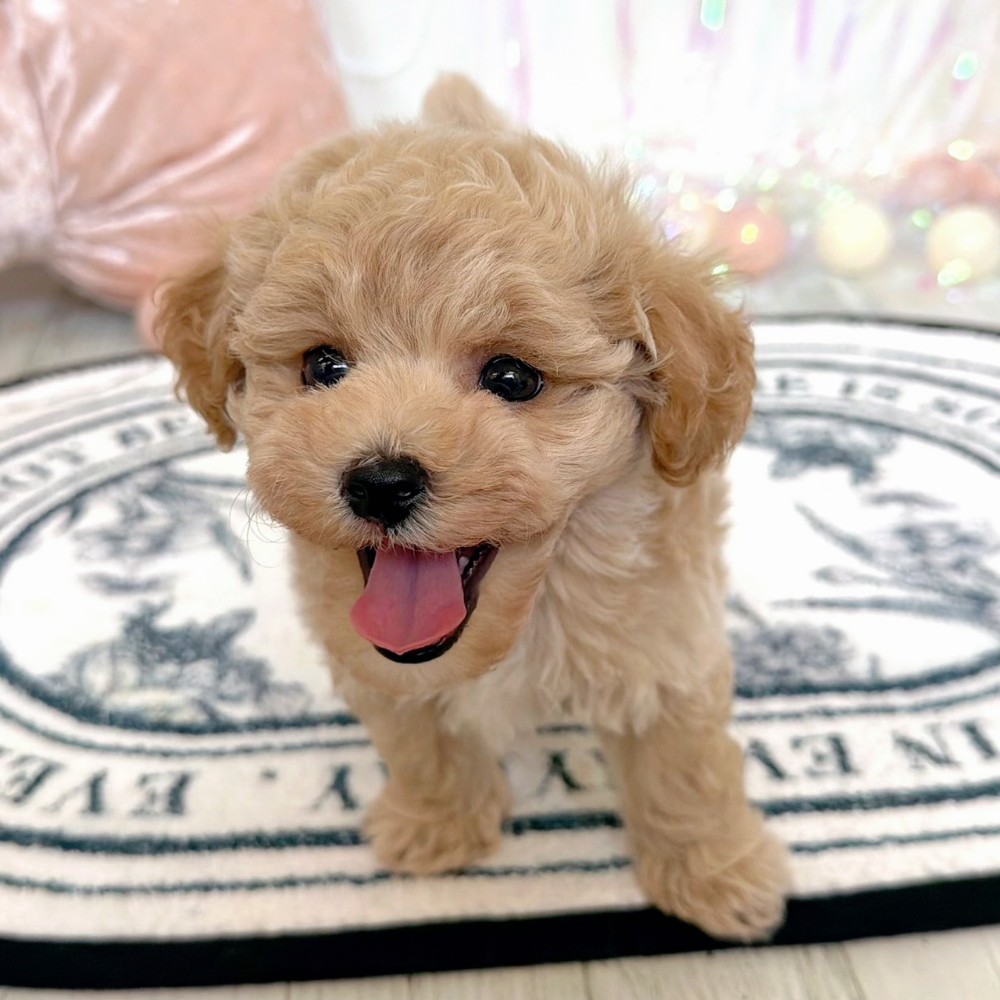 福岡県のトイプードル(トイ) (犬の家＆猫の里シュロアモール筑紫野店/2026年2月15日生まれ/男の子/クリーム)の子犬の3枚目の画像
