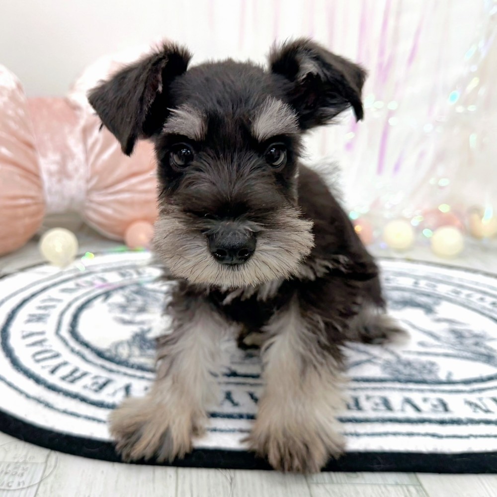 福岡県のミニチュアシュナウザー (犬の家＆猫の里シュロアモール筑紫野店/2026年2月6日生まれ/男の子/ブラックシルバー)の子犬の3枚目の画像