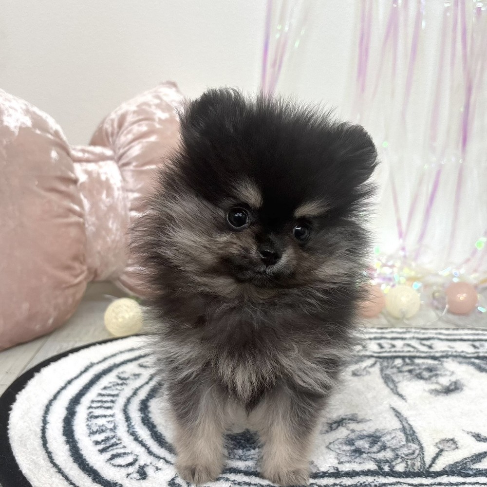 福岡県のポメラニアン (犬の家＆猫の里シュロアモール筑紫野店/2026年2月5日生まれ/女の子/ブラックタン)の子犬の3枚目の画像