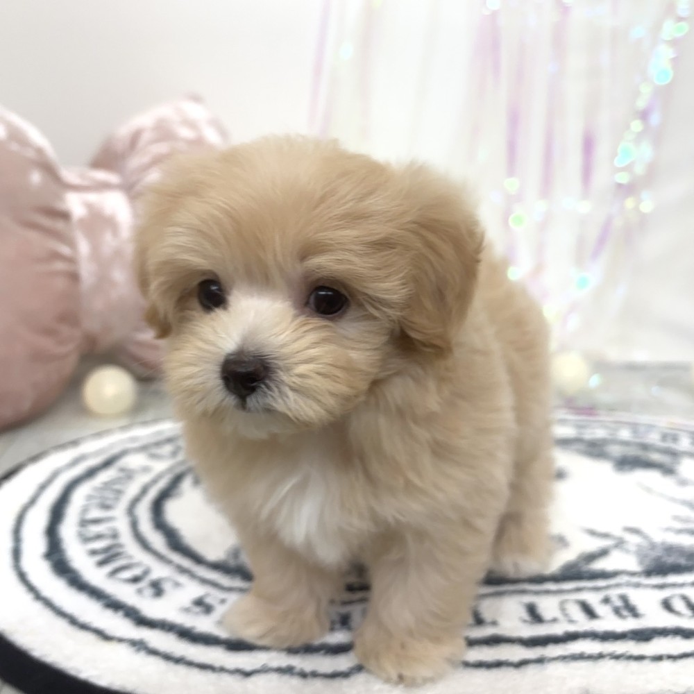 福岡県のマルプー(マルチーズ×プードル) (犬の家＆猫の里シュロアモール筑紫野店/2026年2月24日生まれ/女の子/クリーム)の子犬の3枚目の画像