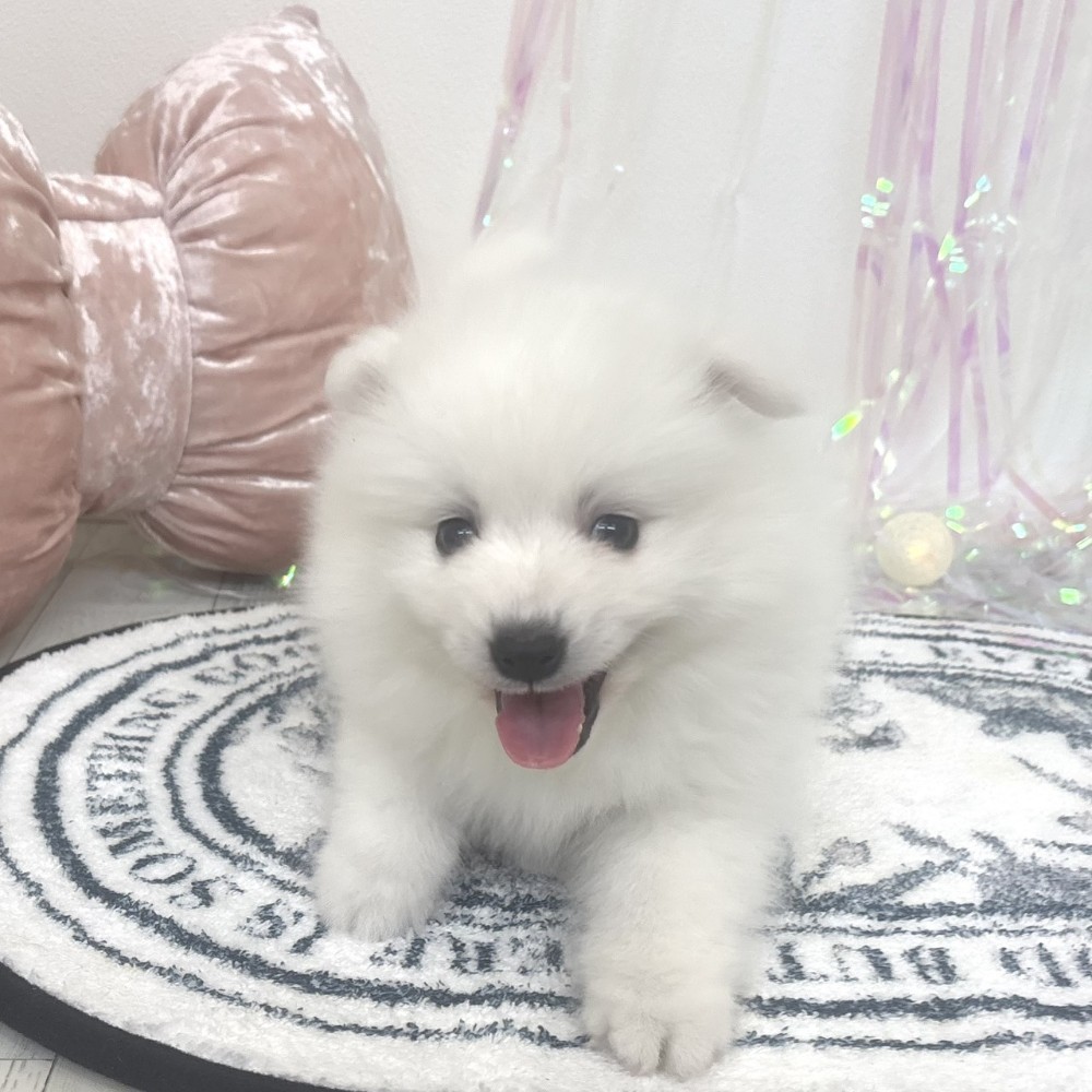 福岡県の日本スピッツ (犬の家＆猫の里シュロアモール筑紫野店/2026年2月23日生まれ/男の子/ホワイト)の子犬の3枚目の画像