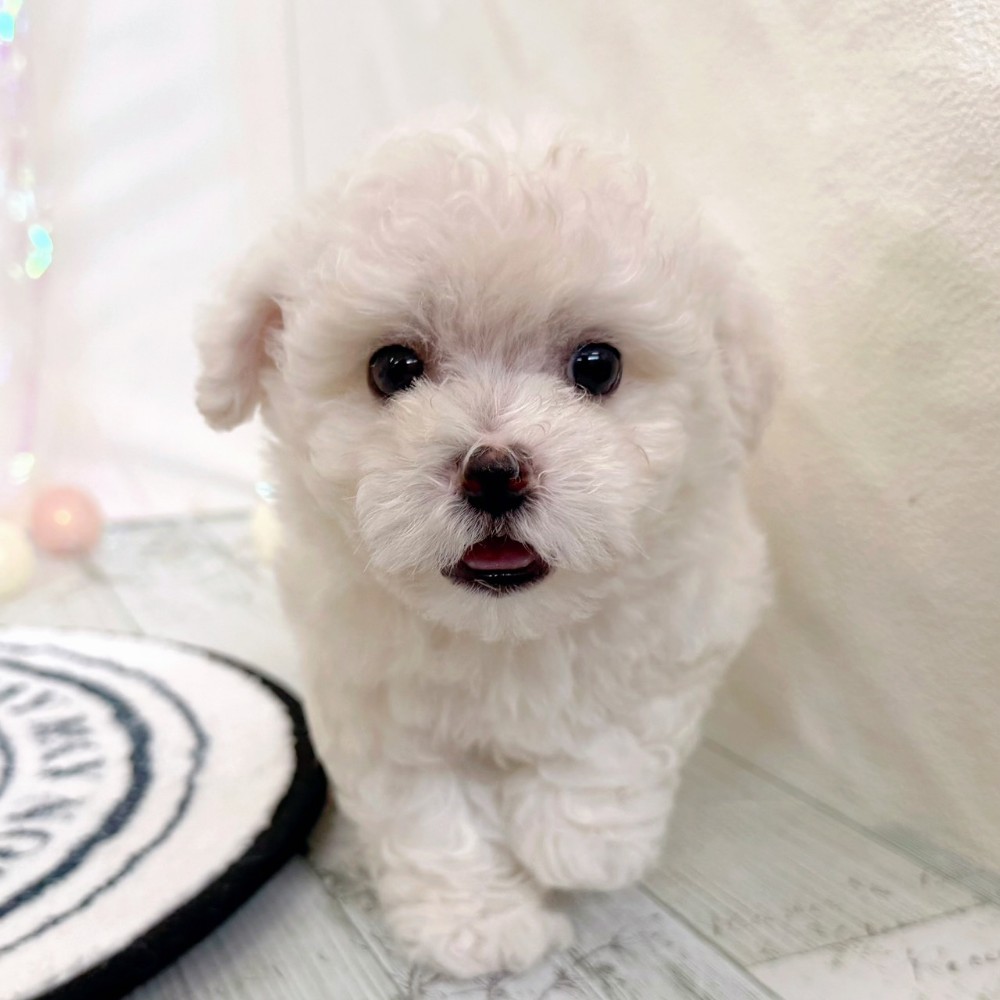 福岡県のビションフリーゼ (犬の家＆猫の里シュロアモール筑紫野店/2026年2月18日生まれ/男の子/ホワイト)の子犬の3枚目の画像