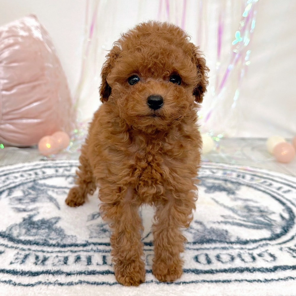 福岡県のトイプードル(タイニー) (犬の家＆猫の里シュロアモール筑紫野店/2026年2月21日生まれ/女の子/レッド)の子犬の3枚目の画像