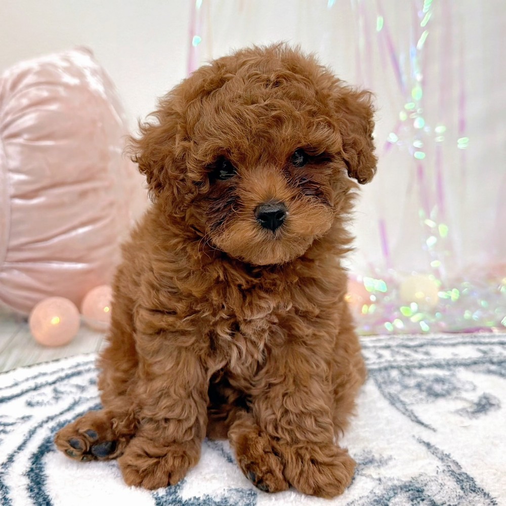 福岡県のトイプードル(トイ) (犬の家＆猫の里シュロアモール筑紫野店/2026年2月22日生まれ/男の子/レッド)の子犬の3枚目の画像