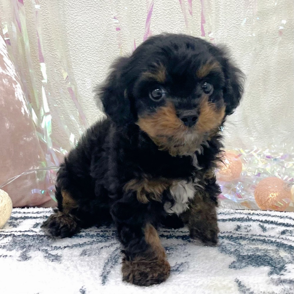 福岡県のチワプー/プーチー(チワワ×プードル) (犬の家＆猫の里シュロアモール筑紫野店/2026年3月1日生まれ/男の子/ブラックタン)の子犬の3枚目の画像