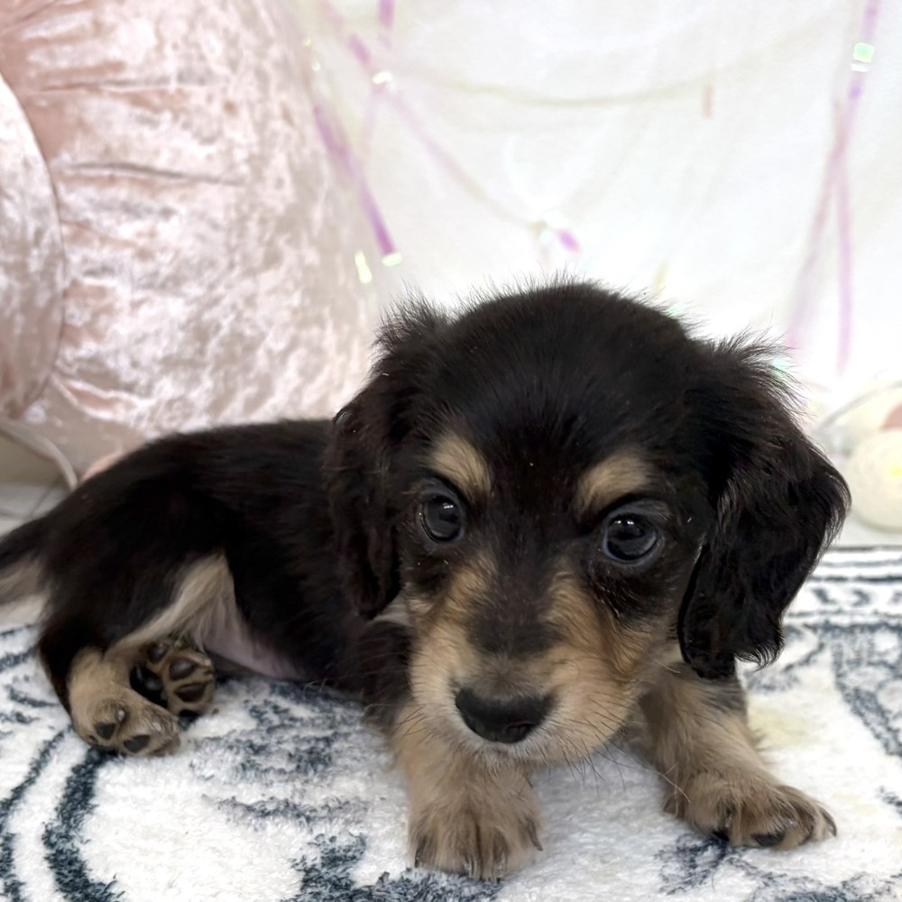 福岡県のカニンヘンダックスフンド(ロング) (犬の家＆猫の里シュロアモール筑紫野店/2026年3月9日生まれ/男の子/ブラックイエロー)の子犬の3枚目の画像