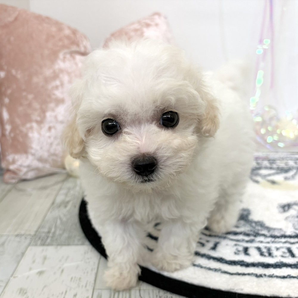 福岡県のビションプー(ビションフリーゼ×プードル) (犬の家＆猫の里シュロアモール筑紫野店/2026年3月8日生まれ/女の子/ホワイト)の子犬
