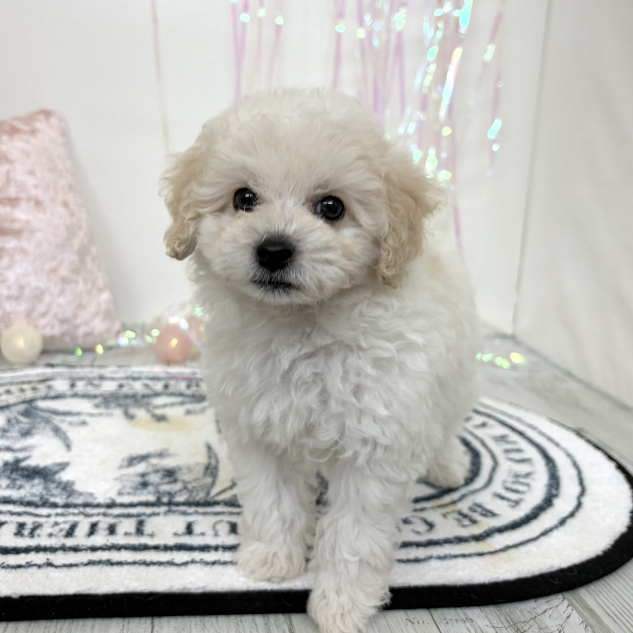 福岡県のビションプー(ビションフリーゼ×プードル) (犬の家＆猫の里シュロアモール筑紫野店/2026年3月8日生まれ/男の子/ホワイト)の子犬の3枚目の画像