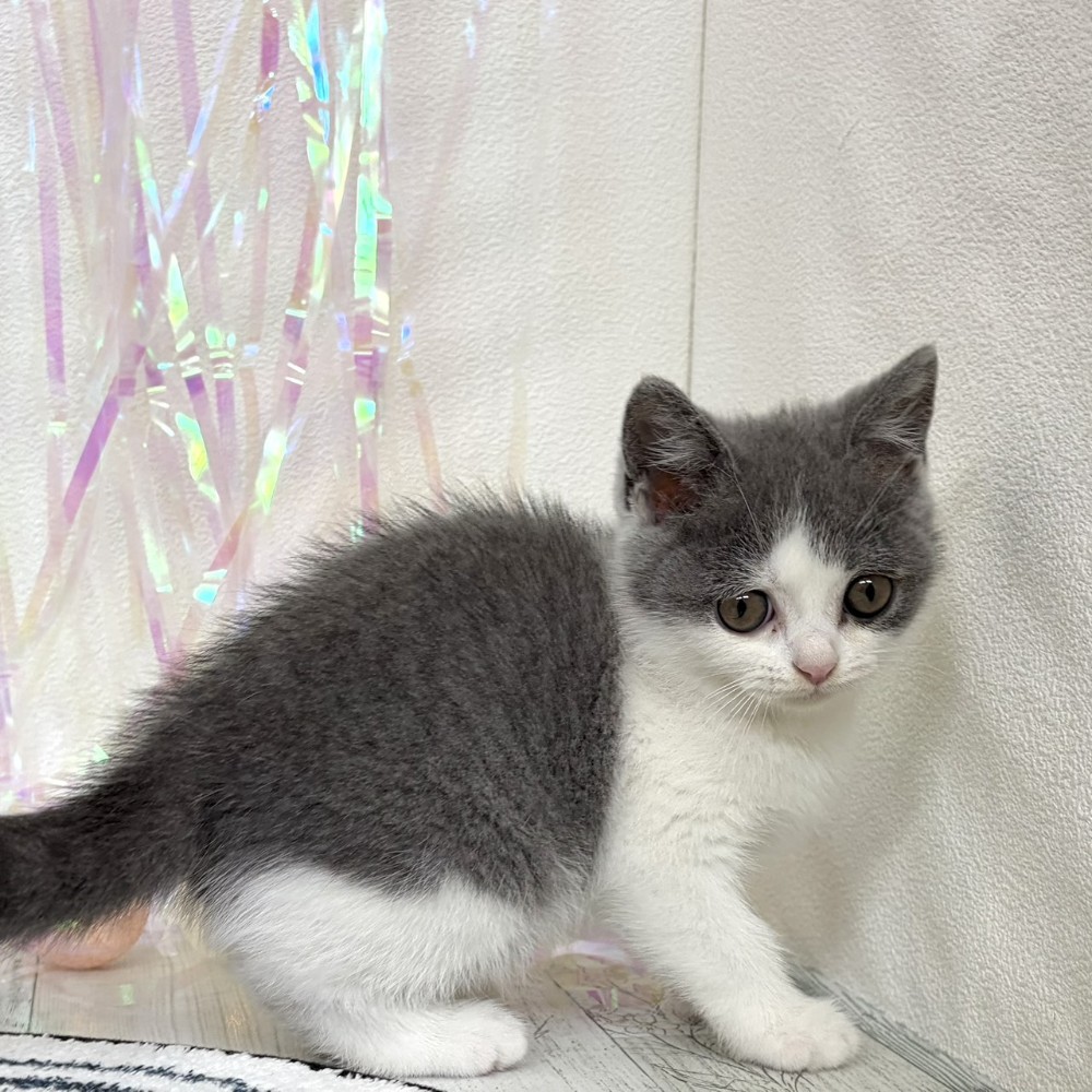 福岡県のブリティッシュショートヘアー (犬の家＆猫の里シュロアモール筑紫野店/2026年3月5日生まれ/女の子/ブルーホワイト)の子猫の3枚目の画像