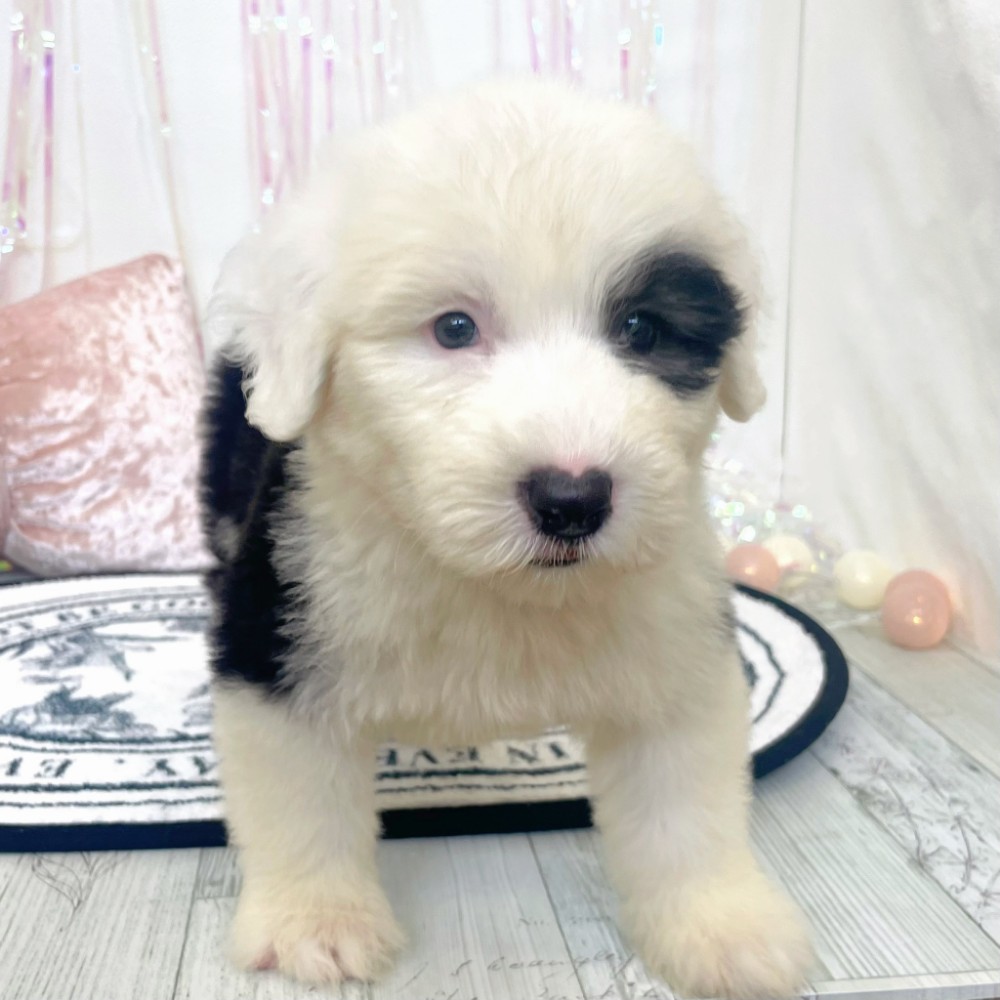 福岡県のオールドイングリッシュシープドッグ (犬の家＆猫の里シュロアモール筑紫野店/2026年3月16日生まれ/女の子/グレーホワイト)の子犬の3枚目の画像