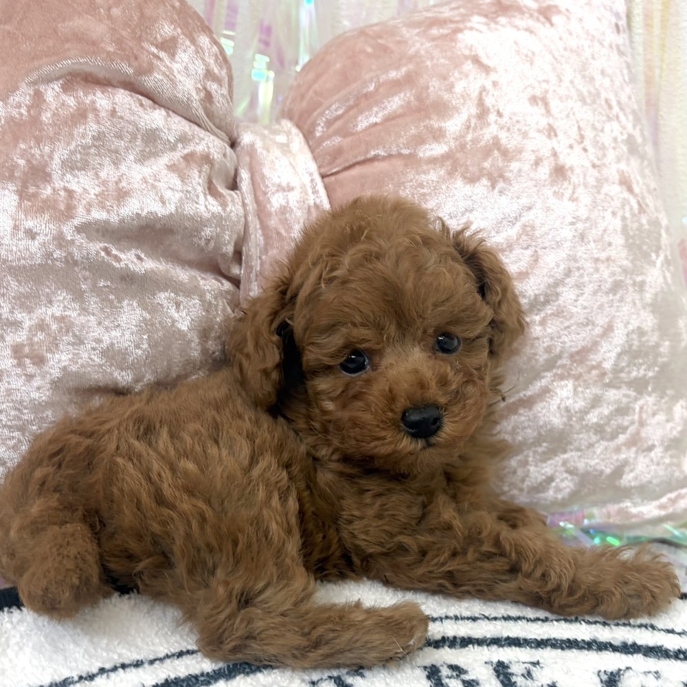 福岡県のトイプードル(タイニー) (犬の家＆猫の里シュロアモール筑紫野店/2026年3月16日生まれ/男の子/オレンジフォーン)の子犬の3枚目の画像