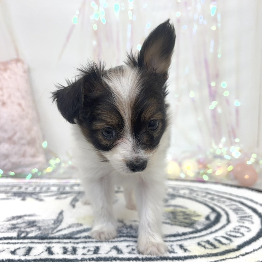 福岡県のパピヨン (犬の家＆猫の里シュロアモール筑紫野店/2026年3月13日生まれ/男の子/ホワイトブラウン)の子犬の3枚目の画像