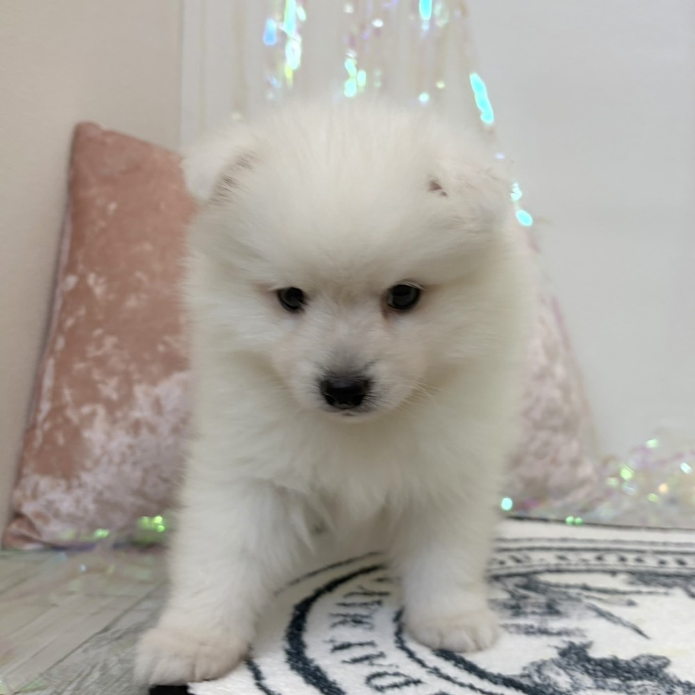 福岡県の日本スピッツ (犬の家＆猫の里シュロアモール筑紫野店/2026年3月15日生まれ/男の子/ホワイト)の子犬の3枚目の画像