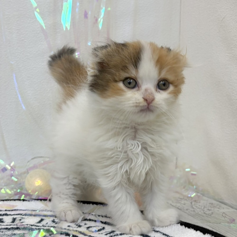 福岡県のスコティッシュフォールド (犬の家＆猫の里シュロアモール筑紫野店/2026年3月14日生まれ/女の子/バンキャリコ)の子猫の1枚目の画像