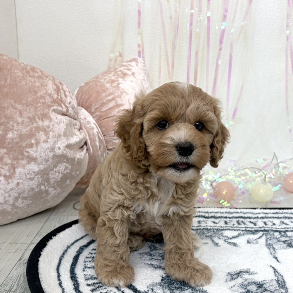 福岡県のコッカプー(アメリカンコッカースパニエル×プードル) (犬の家＆猫の里シュロアモール筑紫野店/2026年3月23日生まれ/男の子/クリーム)の子犬の3枚目の画像