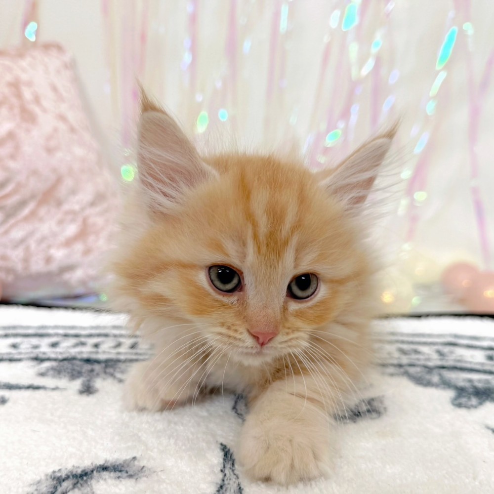 福岡県のミヌエット (犬の家＆猫の里シュロアモール筑紫野店/2026年3月19日生まれ/男の子/レッドタビー)の子猫の3枚目の画像